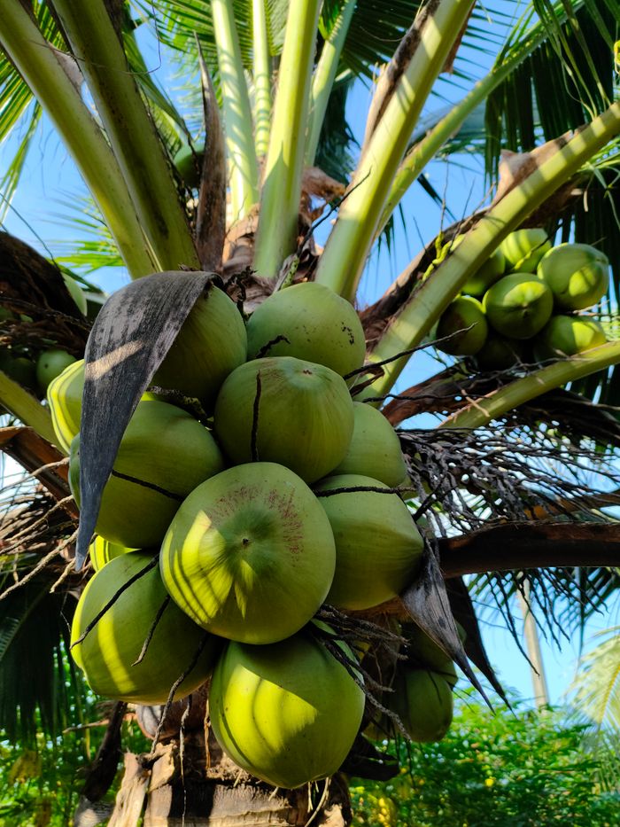 Close-up of green coconuts growing on a tree under a clear blue sky.