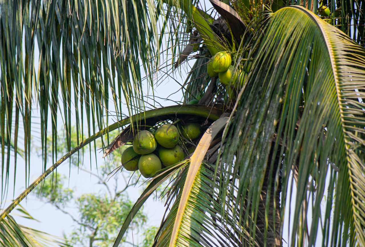 Close-up photo of green coconuts growing on a tropical palm tree under a clear blue sky.