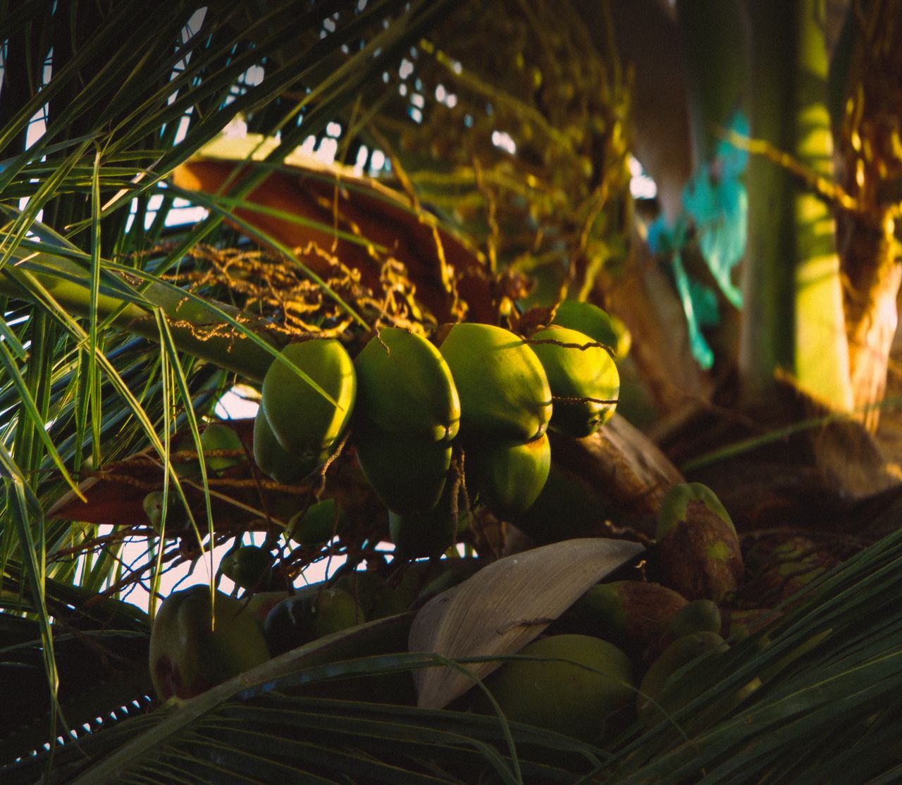 Close-up of ripe coconuts hanging from a tropical palm tree, illuminated by warm sunlight.